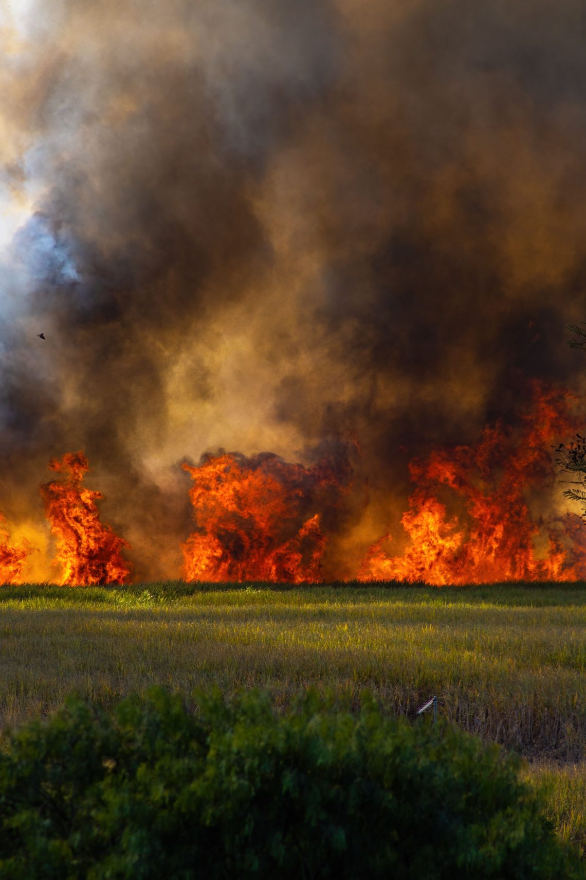 fire season